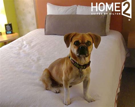 pet friendly hilton hotel chains.